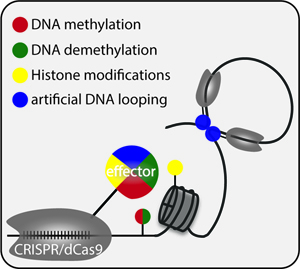 Epigenome image